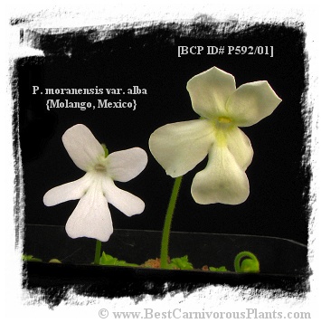 Pinguicula cv. BCP Golden Eye / 1+ plant